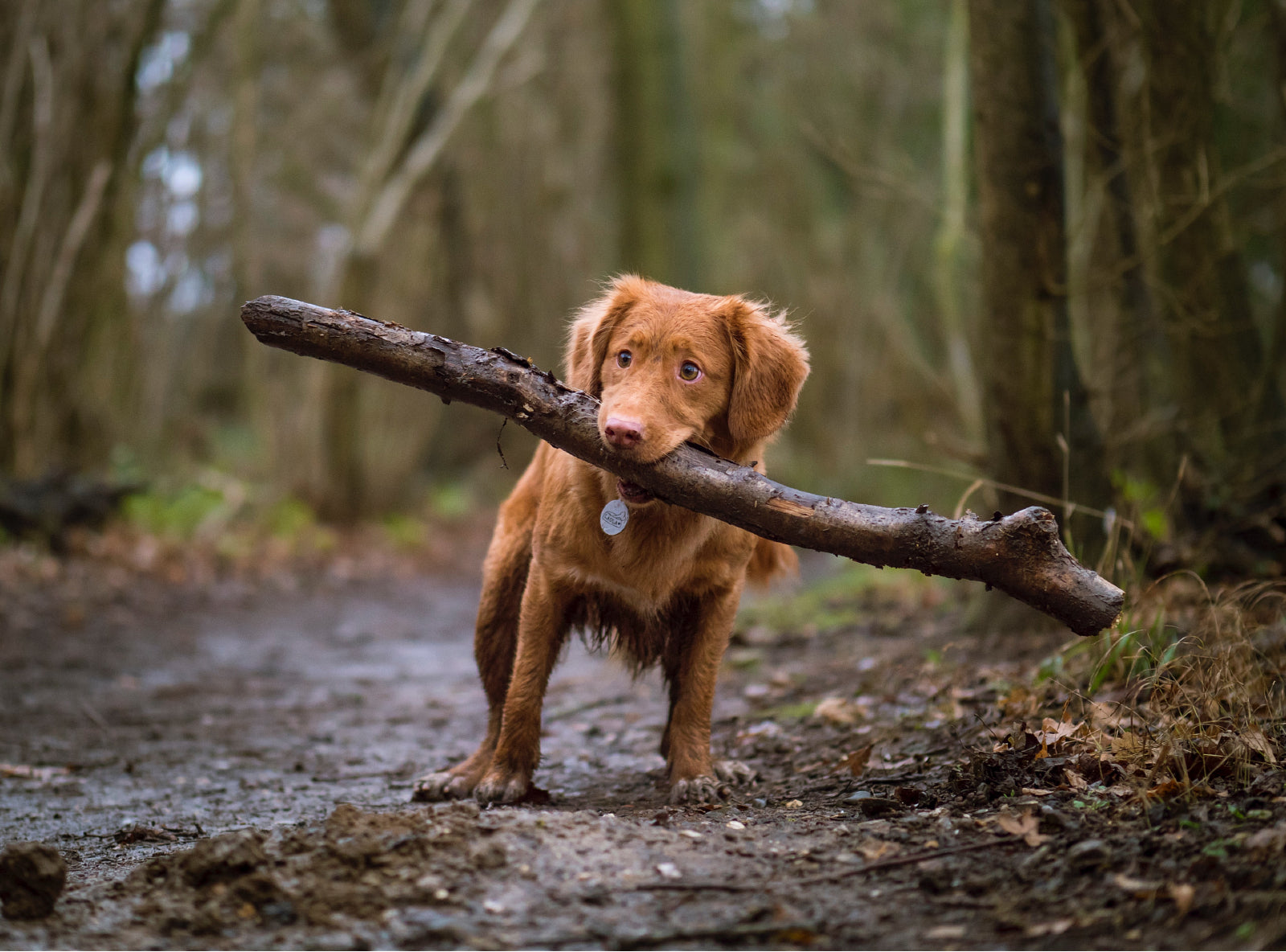 Adolescent Dog Holding a Stick in Forest by Jamie Street on Unsplash