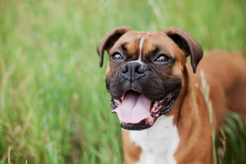 A very happy Boxer dog