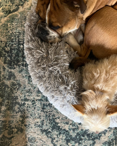 Archie and Roux Cuddling In the Office