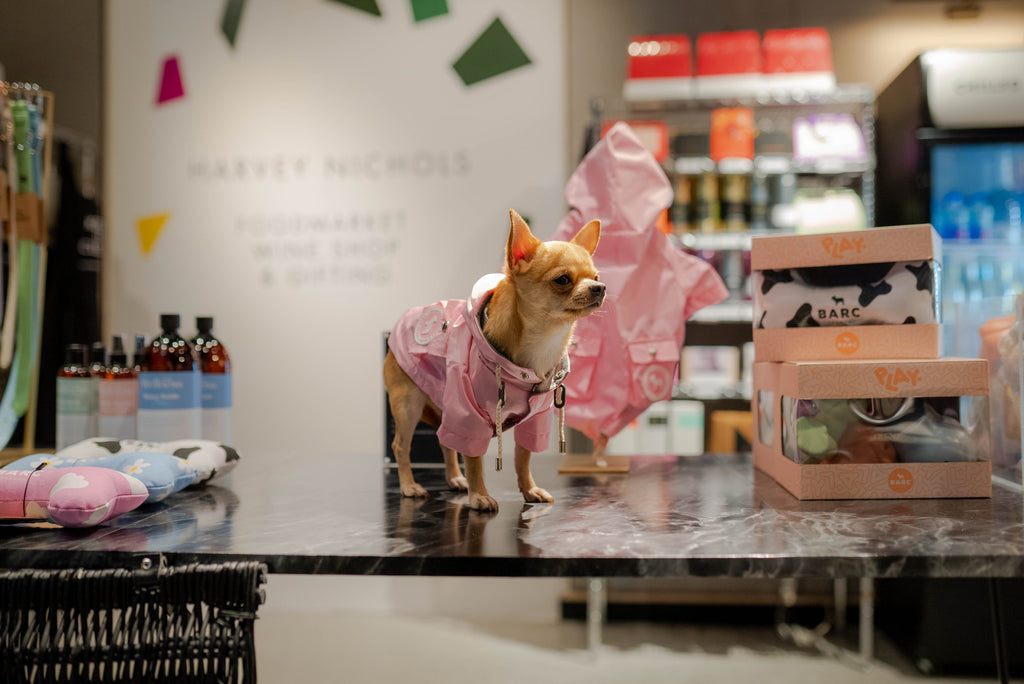 Small Dog Wearing Barc London Pink Raincoat at Harvey Nichols Pop-up Shop