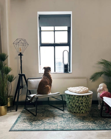 Dog Friendly Office in Worcester