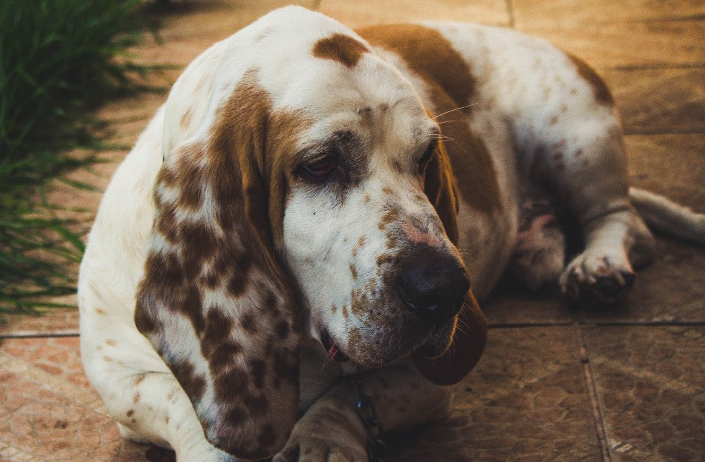 Brown and White Basset Hound Dog by Maximiliano Pinilla from Pexels
