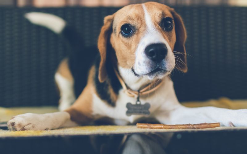 Beagle Dog Hiding Treat Between Its Paws from Canva