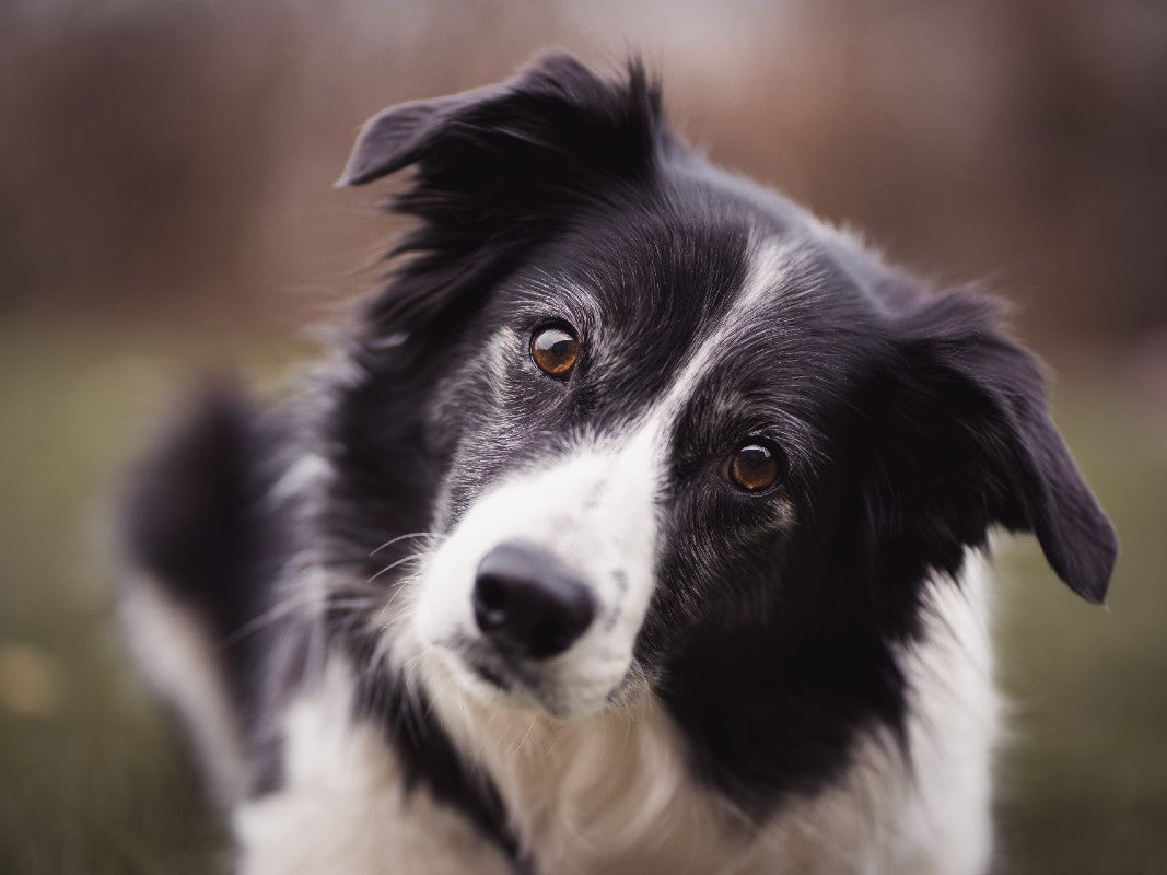 Border Collie, An Intelligent Running Dog. Photo Credit: Alotrobo, Pexels