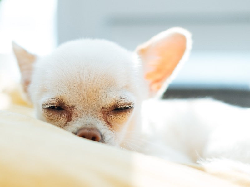 Chihuahua by Mister Mister on Pexels