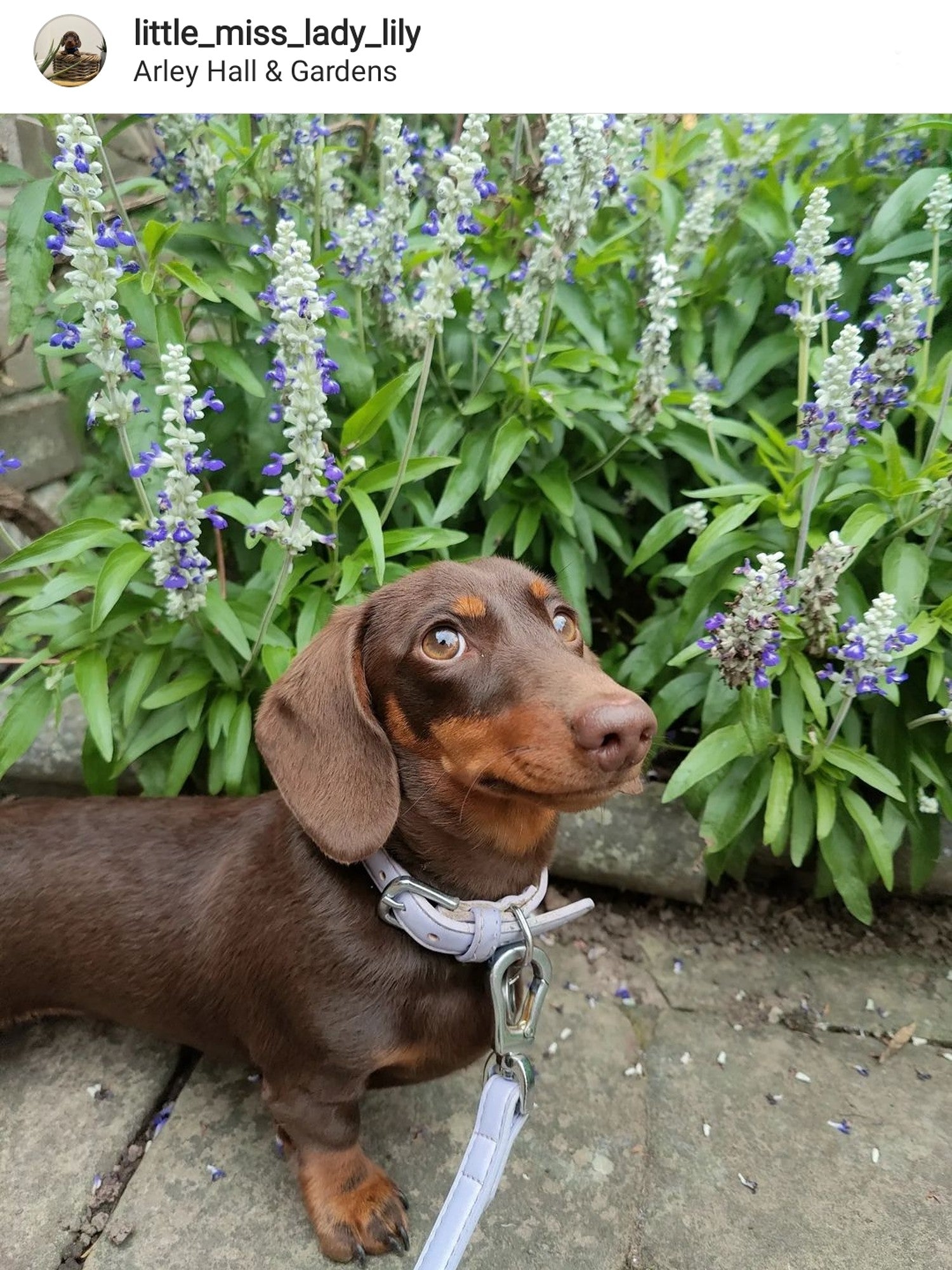 Matching Dachshund Lead and Collar worn by Lily the Dachshund (via Instagram)