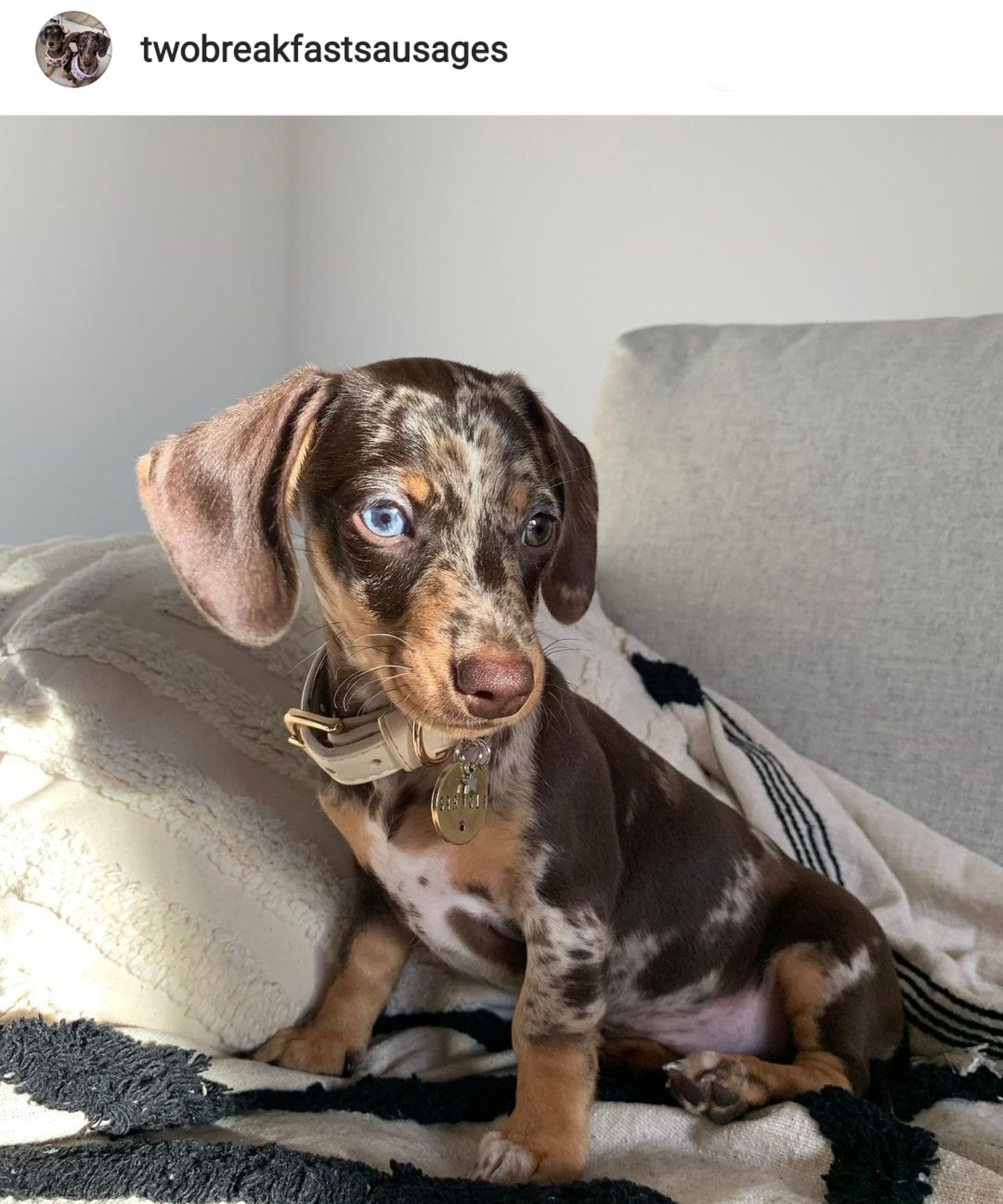 Dachshund Collar worn by Granola the Miniature Dachshund (via Instagram)