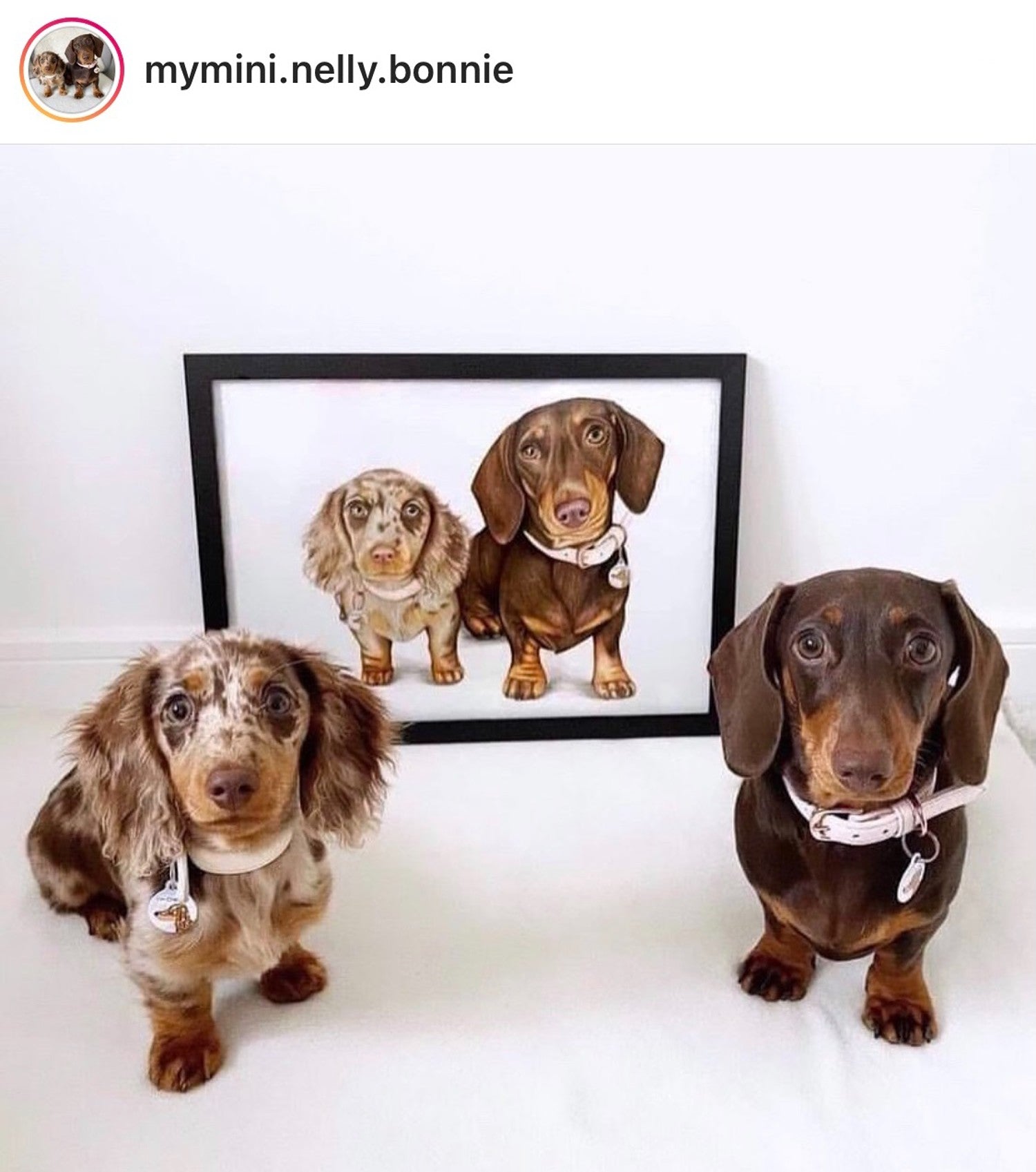 Dachshund Gifts - Pet Portrait Art by Charlotte with Miniature Dachshunds Nelly & Bonnie (via Instagram)