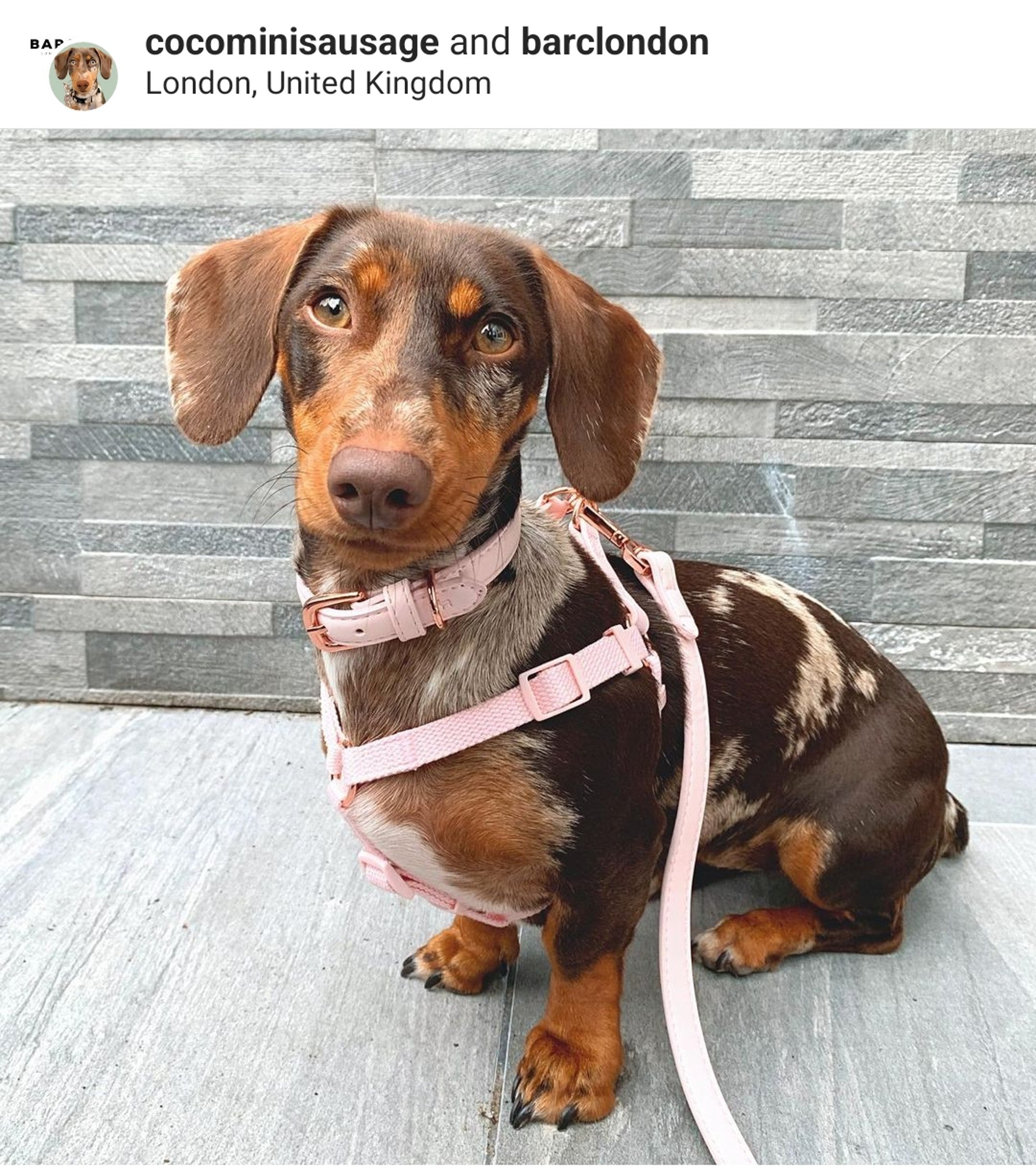 overraskende Alle slags Rejse Dachshund Accessories for Sausage Dogs | Barc London