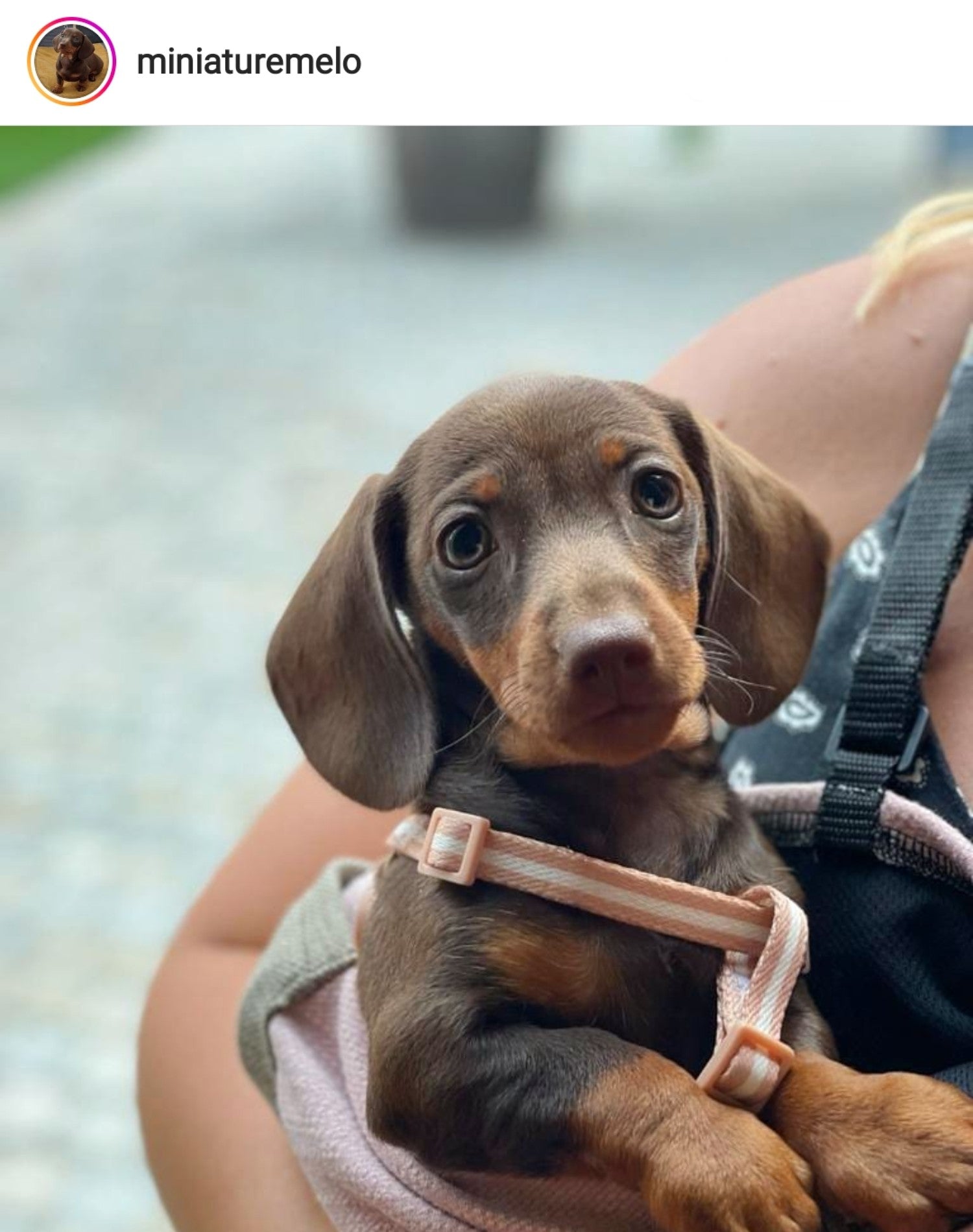 Dachshund Harness worn by Melo the Miniature Dachshund (via Instagram)