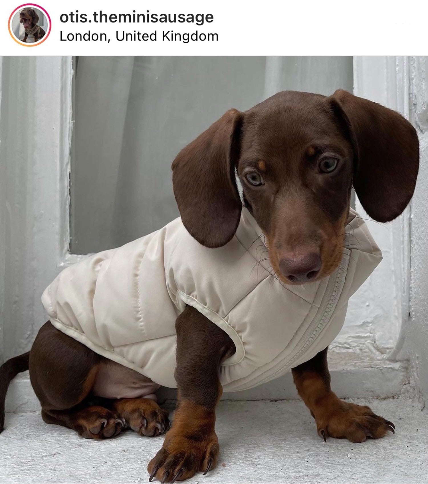 Dachshund Jacket worn by Otis the Miniature Dachshund (via Instagram)