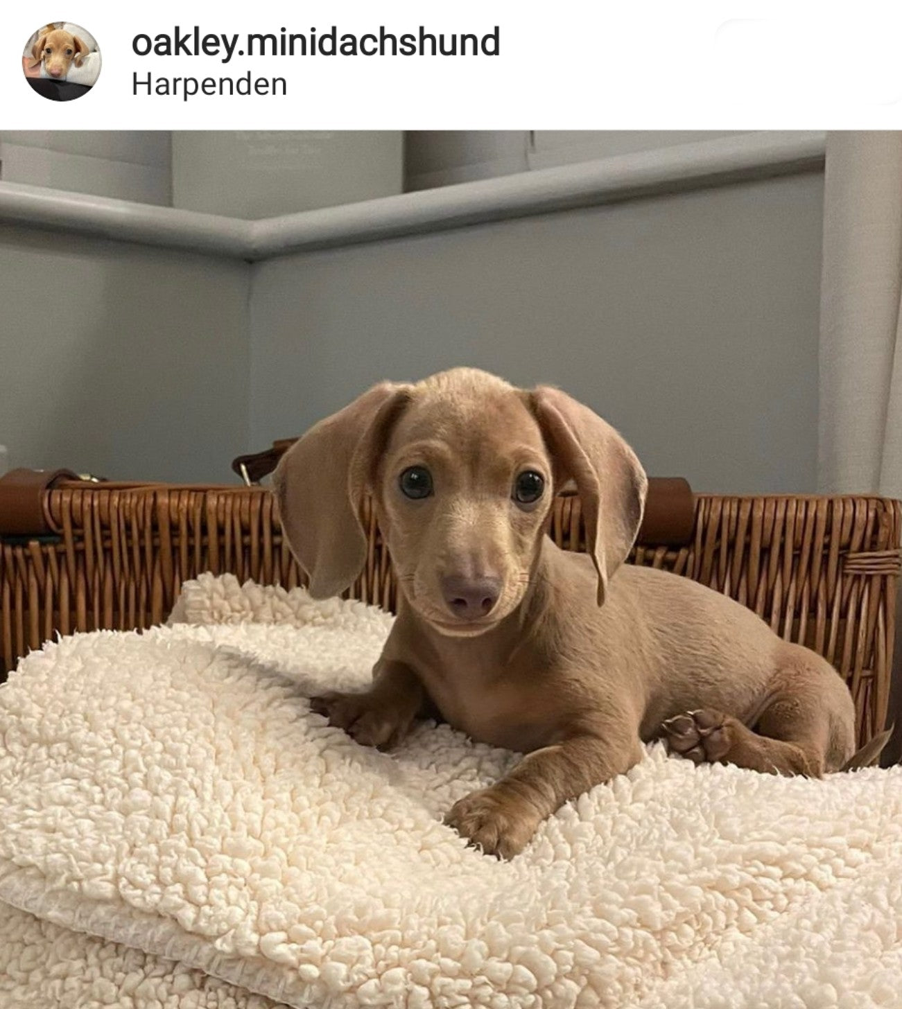 Dachshund Bedding with Oakley the Miniature Dachshund (via Instagram)