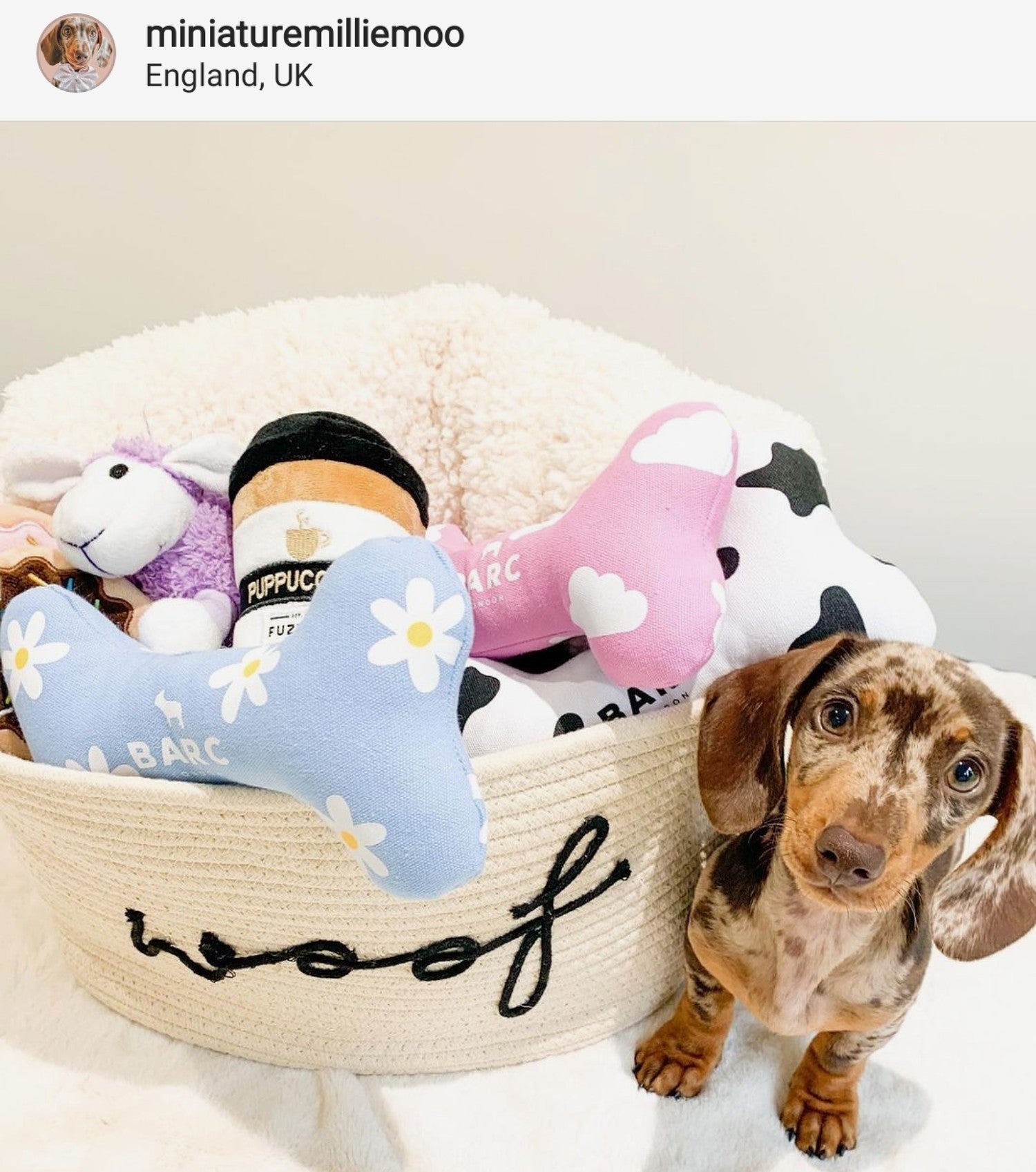 Dachshund Puppy Toys with Millie Moo the Miniature Dachshund (via Instagram)