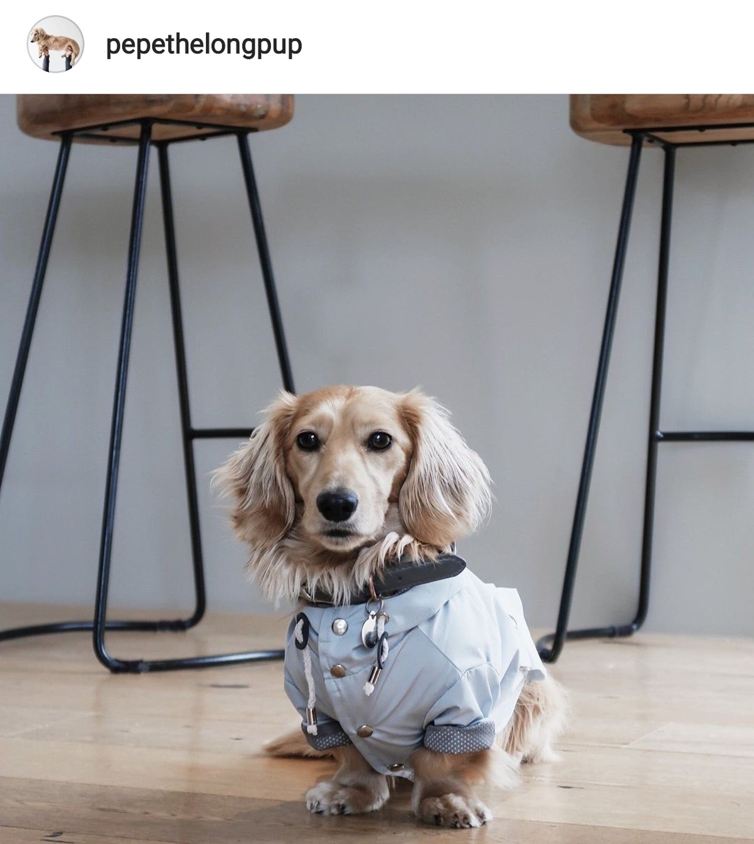 Dachshund Raincoat worn by Pepe The Miniature Dachshund (via Instagram)