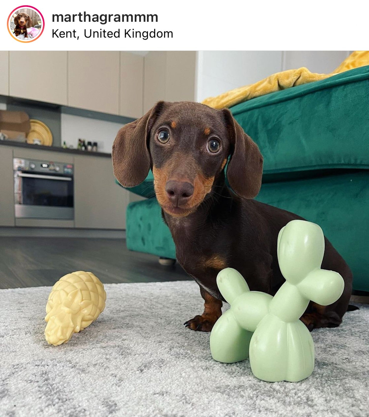 Dachshund Toys with Miniature Dachshund Martha (via Instagram)