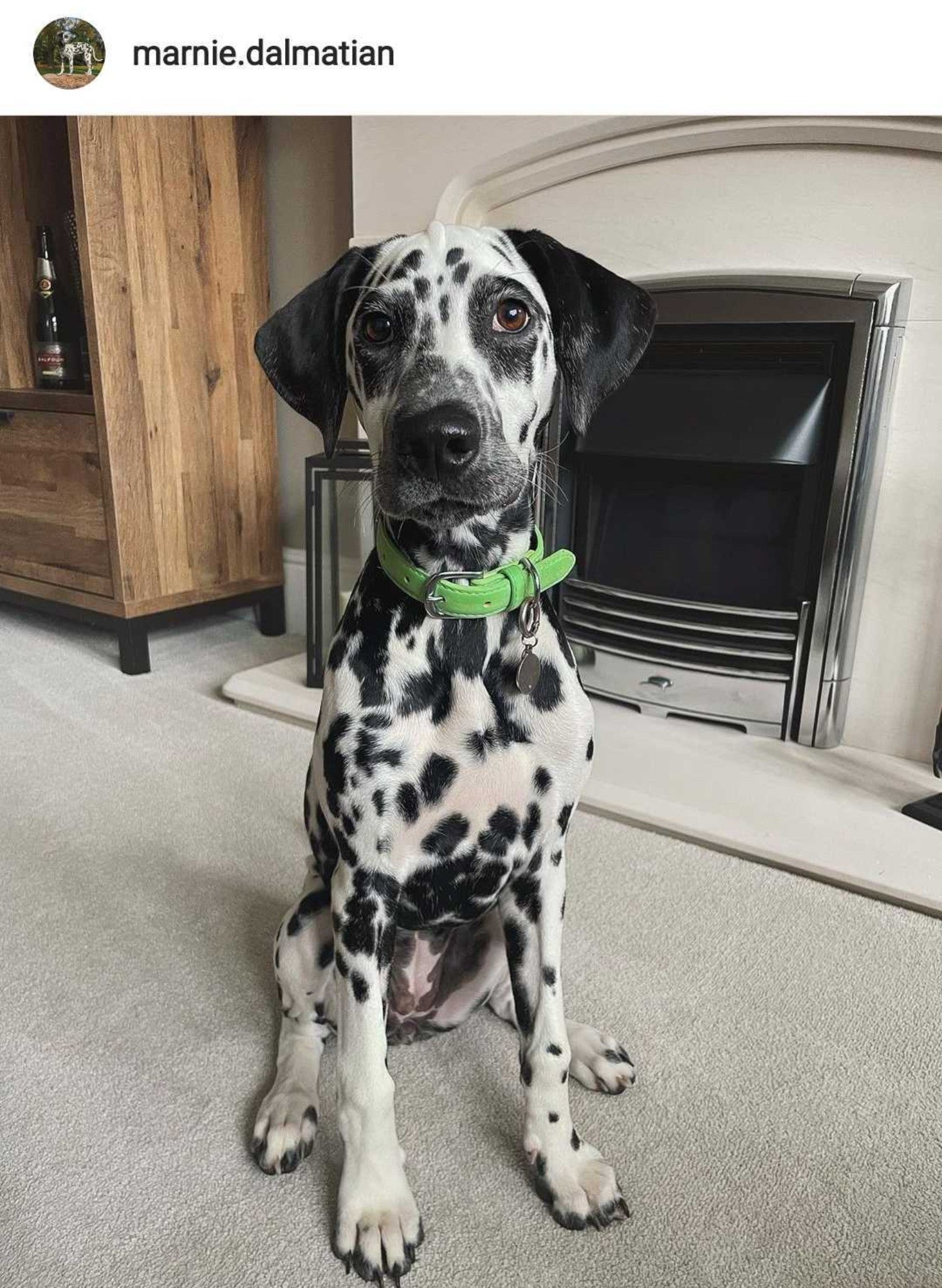 Marnie the Dalmatian Collar in Green, via Instagram