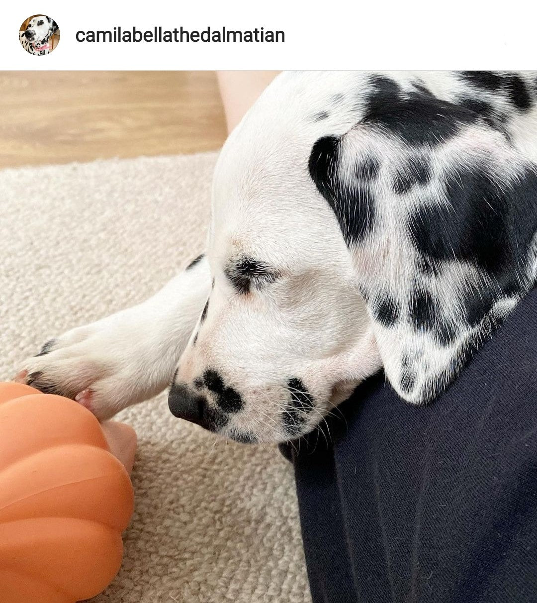 Dalmatian Toy With Squeaker