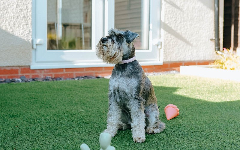 Dog Cooling Down In A Shaded Garden