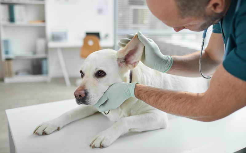 Dog Ear Checks. Photo Credit: SeventyFour, Canva