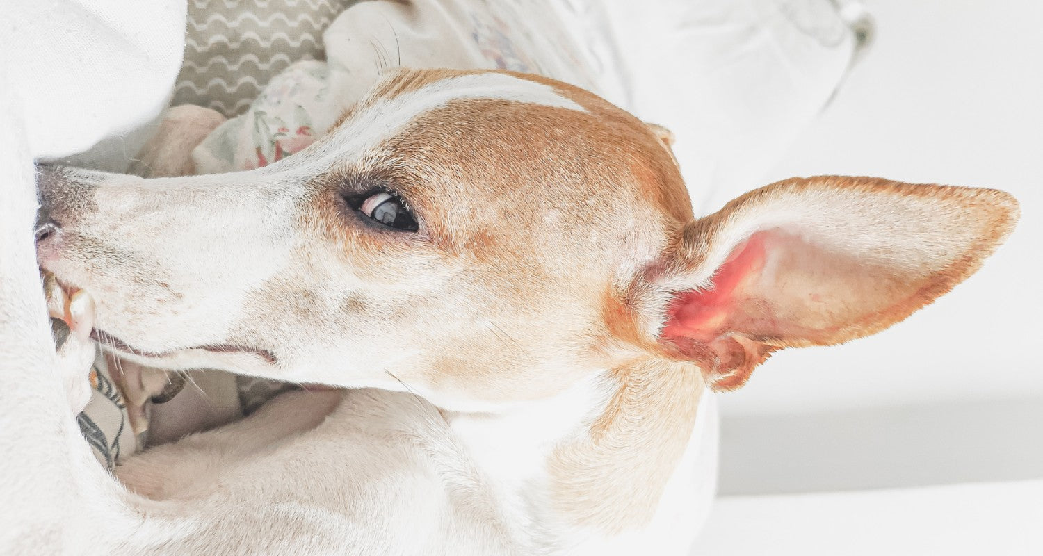 Dog Earwax. Photo Credit: Sergio Souza, Pexels