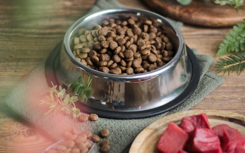 Dog Food Bowl with Meat by MelanieMaya from Canva