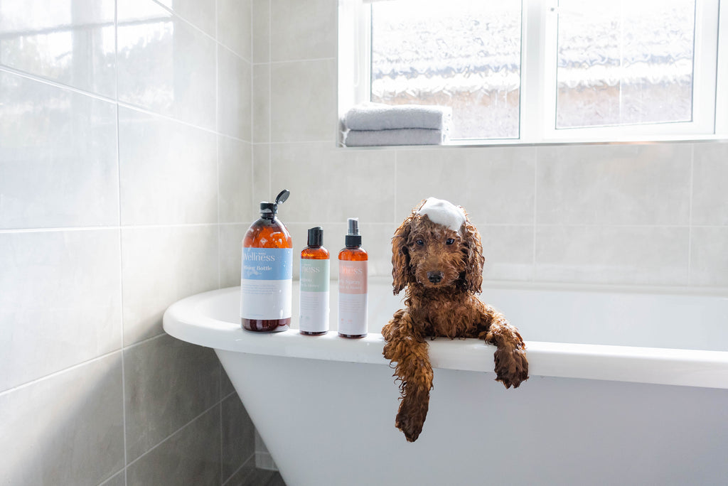 Dog in bathtub