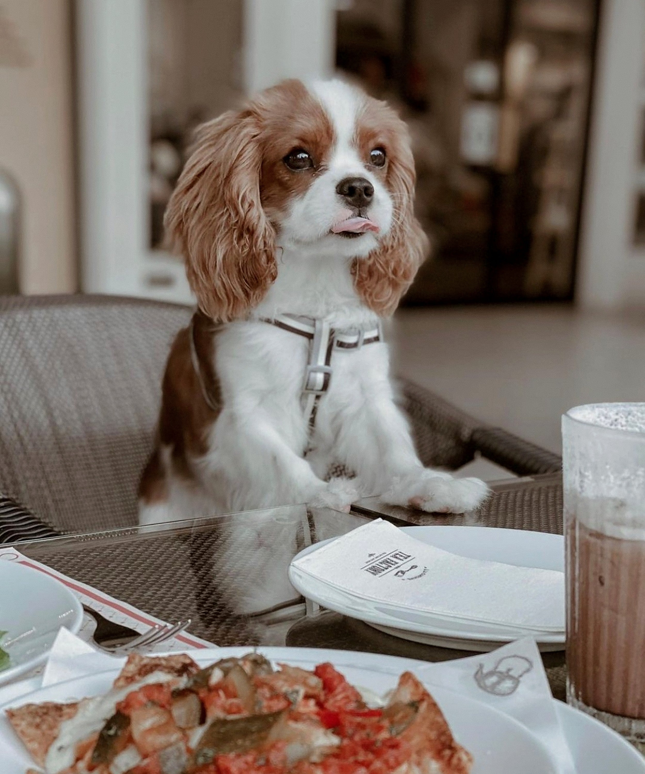 Dog Harness for Small Dogs - Modelled on Cavalier King Charles Spaniel.