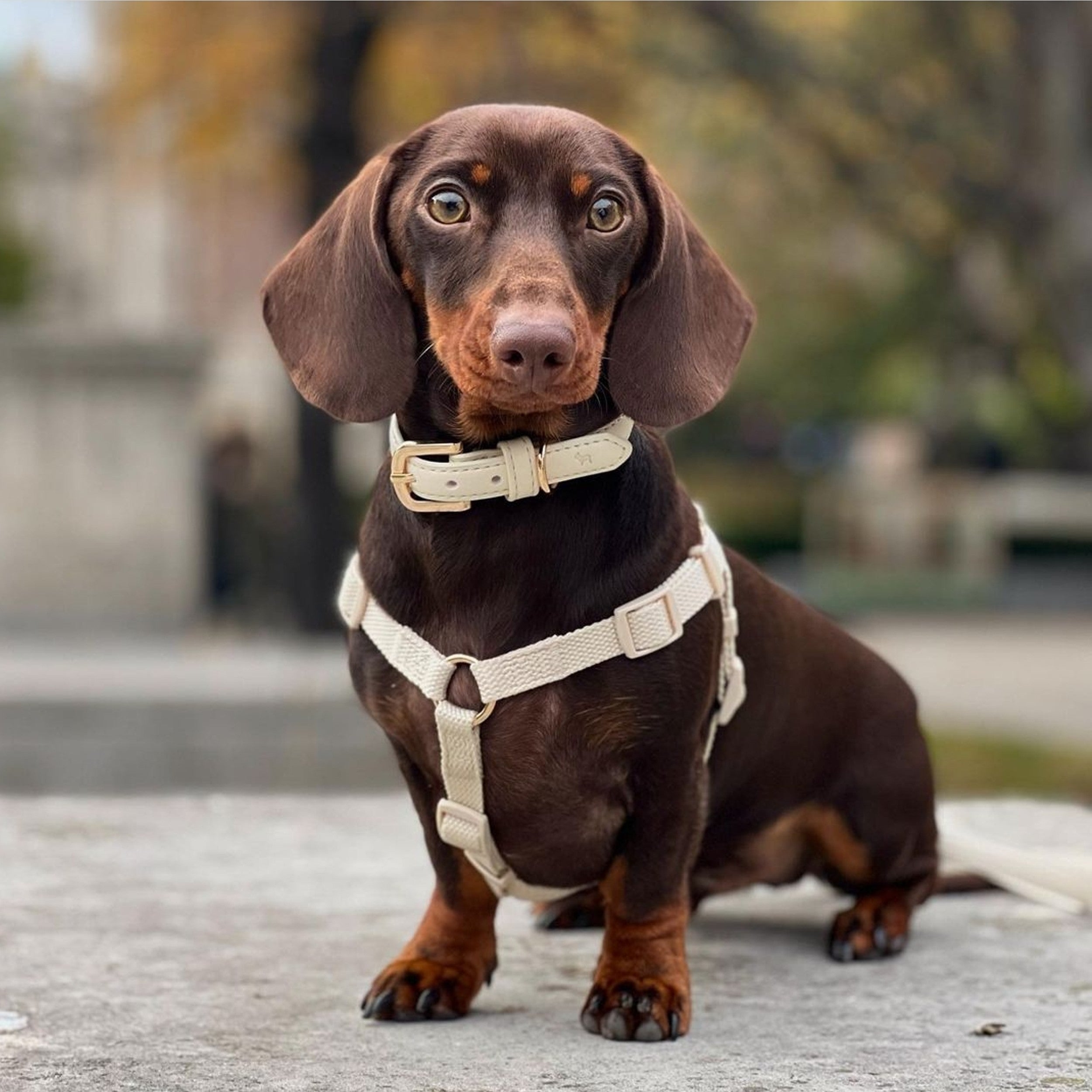 A Guide to Dog Harnesses by Barc London