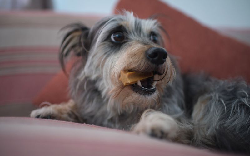 Anxious Dog Holding Treat In Mouth from Canva