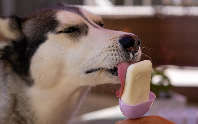 Dog Licking Ice Lolly by Benjamin Boss on Canva