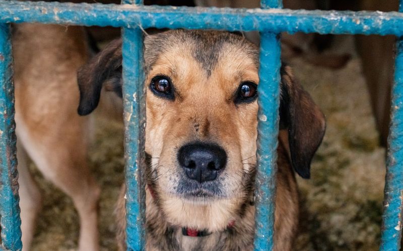 Abandoned Dog In Shelter from Canva