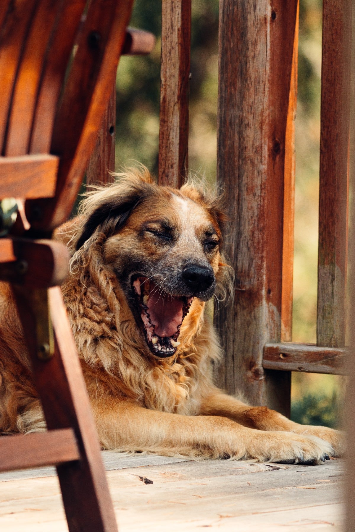 Dog Keeps Yawning. Photo Credit: Griffin Wooldridge, Pexels