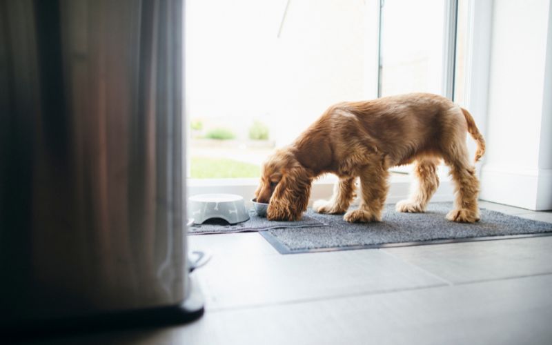 Dog Drinking From Water Bowl by SolStock on Canva