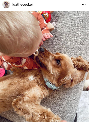 Dog Showing Love and Affection to Baby
