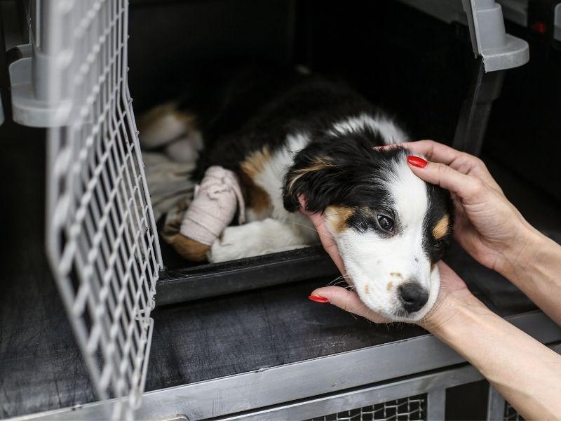 Dog In Crate After Suffering Road Accident Injury from Canva