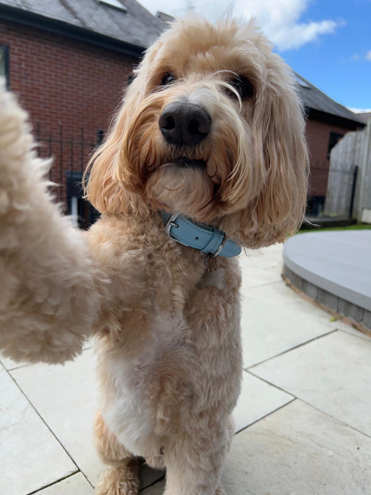 Cute Dog Selfie Wearing Barc London's Blue Dog Collar