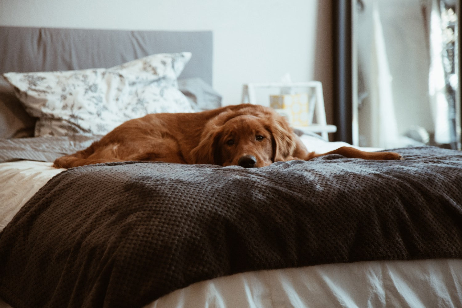 Dog Sleeping In Bed. Photo Credit: Conner Baker, Unsplash