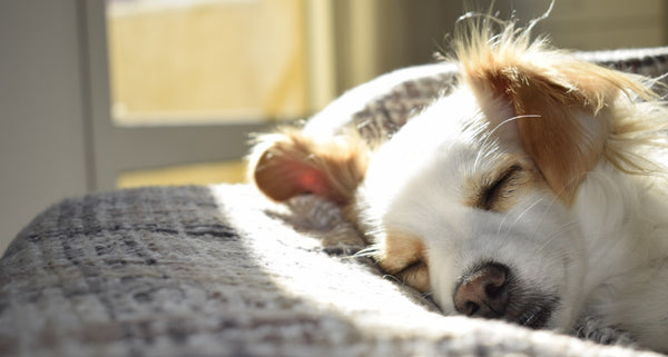 Sleeping Dog in Warm Sunny Spot