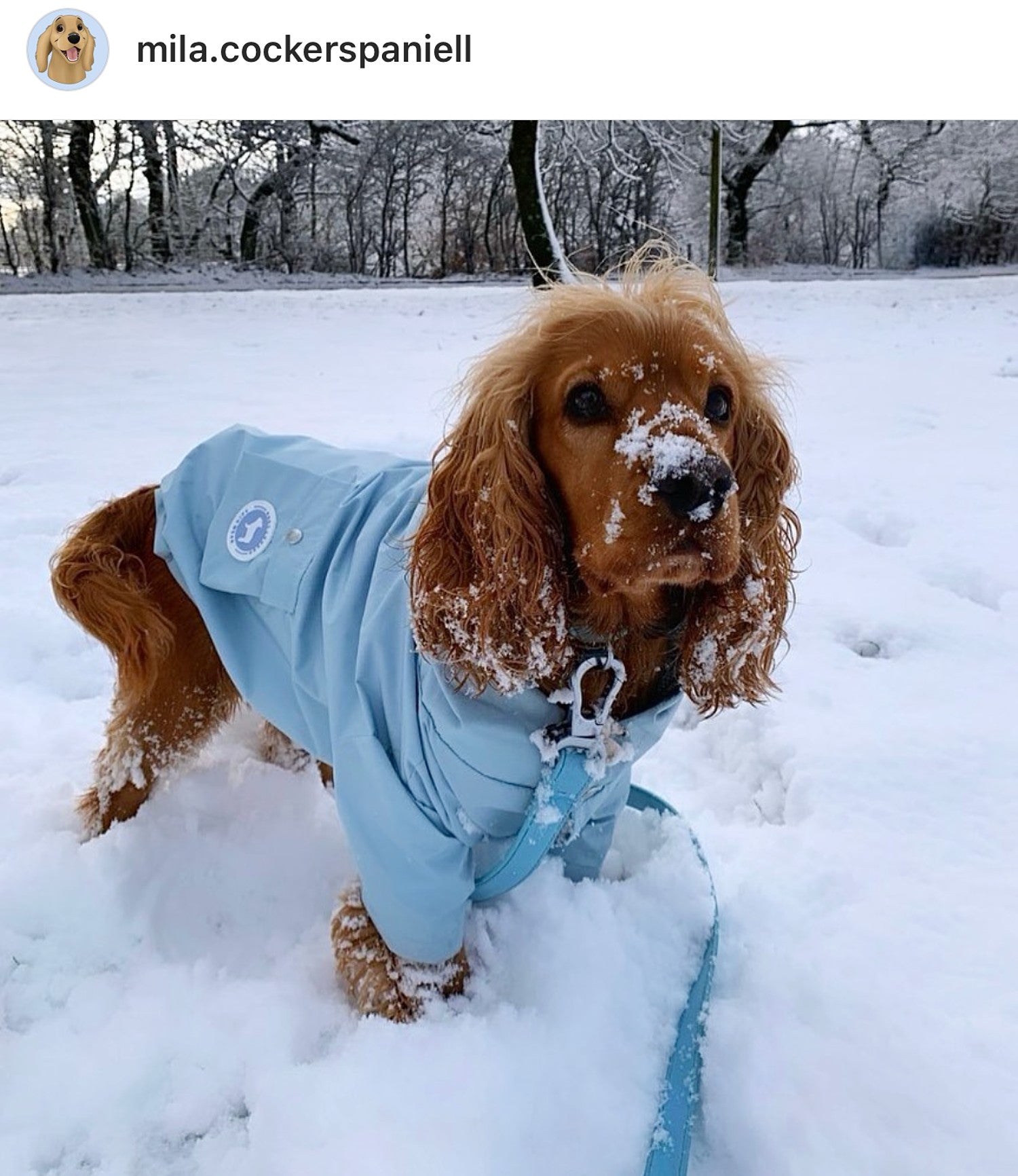 Dog Wearing Raincoat Playing In Snow