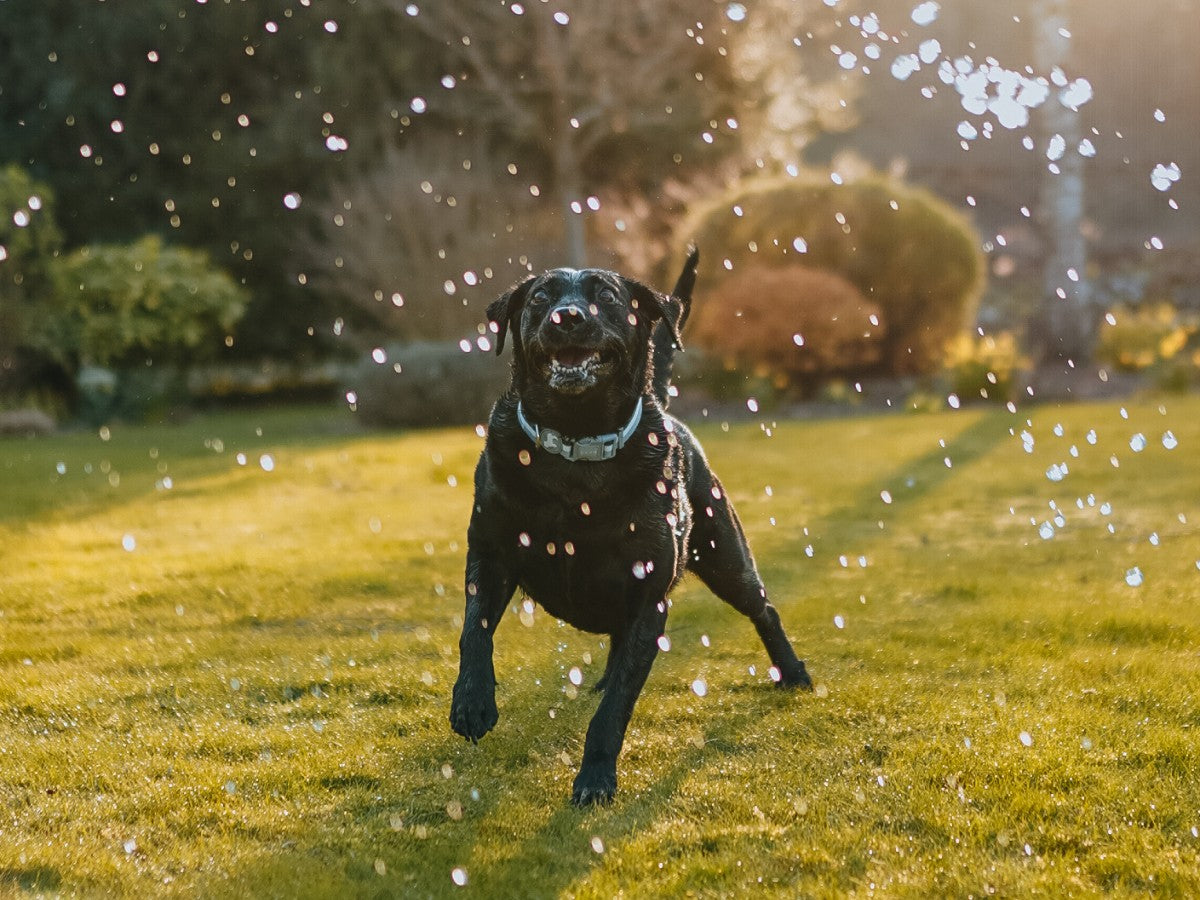 Black Labrador Playing Under Sprinkler During Hot Dog Walk