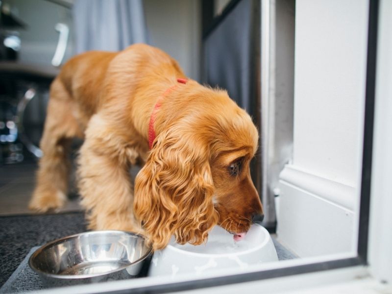 Dog Water Bowl By Front Door for Easy Access. Photo Credit: SolStock, Canva
