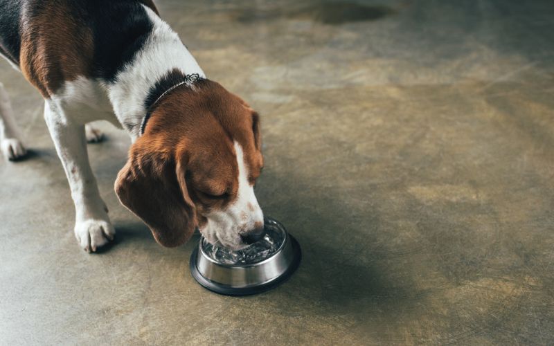 Beagle Drinking From Dog Water Bowl by LightFieldStudios from Canva