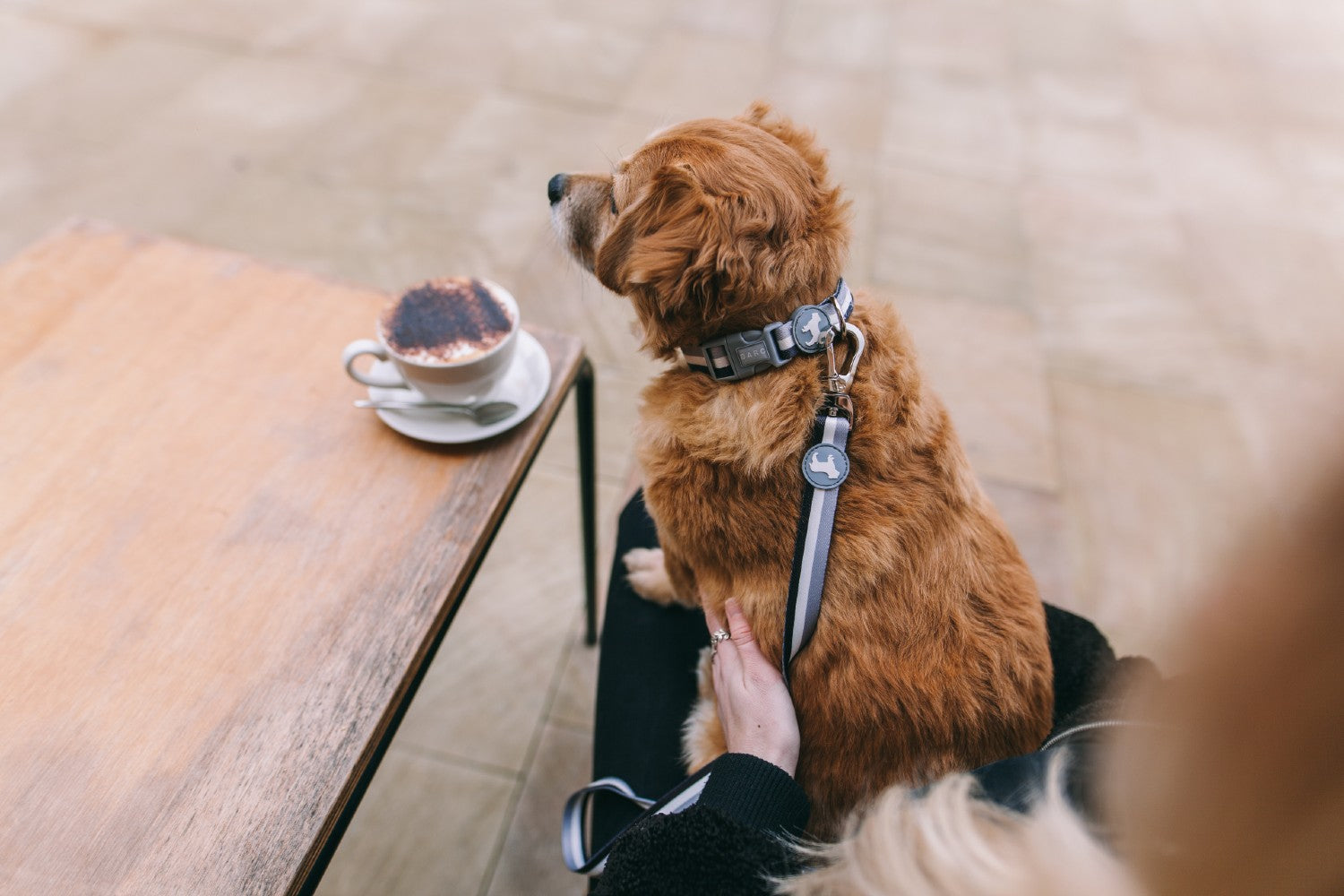 Dog Wearing Nylon Dog Collar at Coffee Shop