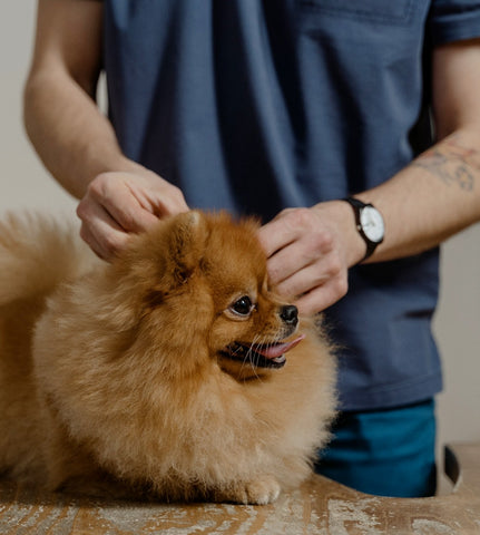 Dog Wellness Checkup at the Vet