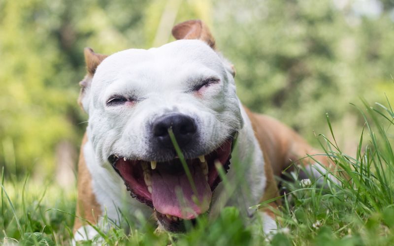 Dog With Kennel Cough. Photo Credit: Sanjagrujic, Canva