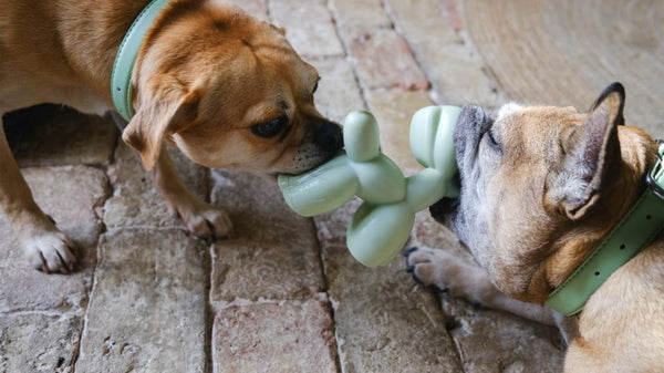 Two Dogs Chewing On Toy