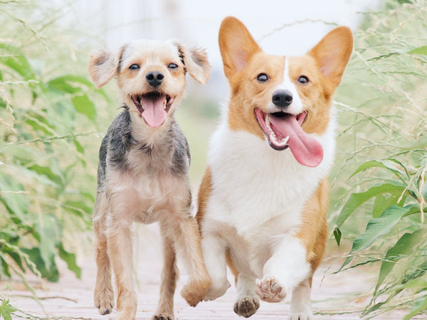 Dogs Keeping Cool in Summer While Running by Alvan Nee on Unsplash