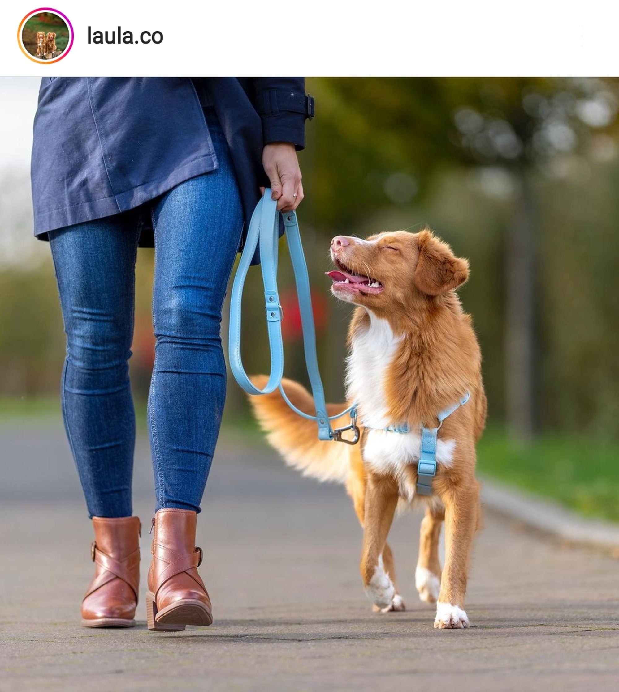 Duck Tolling Retriever Harness by Barc London. Photo Credit: Instagram