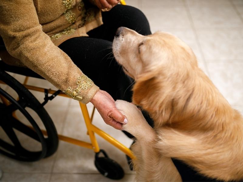 Facility Therapy Dog with Elderly Resident