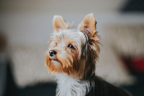 Headshot of a Yorkshire Terrier